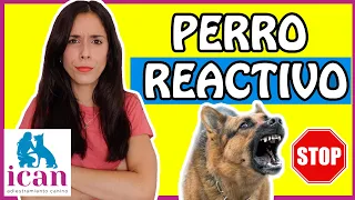 ¿Tienes un PERRO REACTIVO, AGRESIVO?😱 PASOS para CORREGIR✅ la REACTIVIDAD CANINA