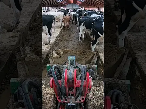 The girl cleans the manure in the stem for the cows