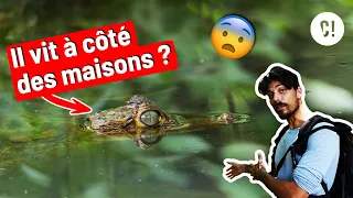 Imagine il vit dans le caniveau devant chez toi ! 😱 ft. @AMDE