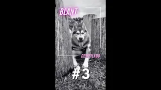 COMPILADO #3 - BLANT A HUSKY