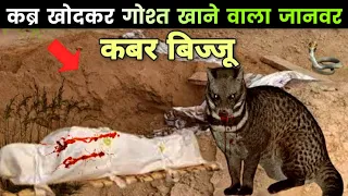 Qabar ka Janwar Bijju || Bijju || Qabar Ka khofnak Azab