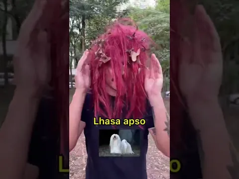 RAÇAS DE CÃES NO PARQUE