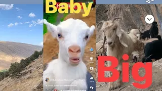 Sound goat baby and goat farm and sheep