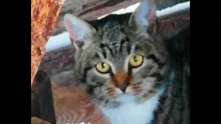 Рысь повадилась ходить в гости к кошкам((❄⛷🌿🏞🏡🐈🐱😸❄🐾🐆🏞