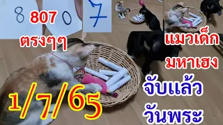 196#807เเมวมหาเฮง3ตัว2งวดติดๆๆ"ตามต่อ1/7/65 จับเเล้ววันพระปังๆๆ"ดีเวอร์"นัวร์นัวร์"เเม่น7งวดจาก8งวด