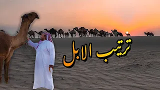 ترتيب ابل  الامير ناصر بن نواف " الملكيات"