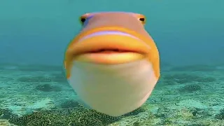 Top 5 fish