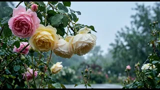 Rain on Roses 🌧️ 3 Hours Relaxing Rain Sounds for Sleep, Study & Relaxation (4K, No Music)