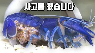 5년 키운 가재를 한달만에 어항에 넣었더니.. ㄷㄷ
