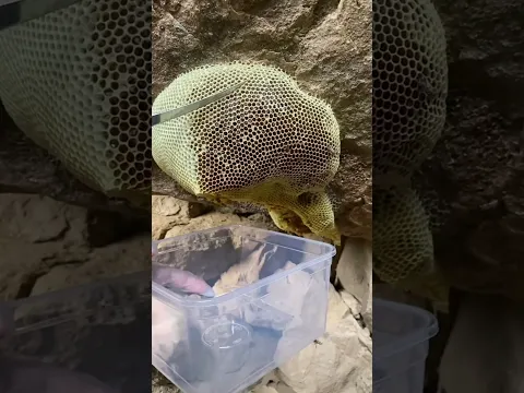 عينك ما تشبع من المنظر  ما شاء الله اللهم لك الحمد على هذي النعم