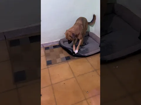 Despues de la tormenta restauramos la casita 🏠