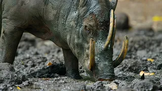 Strangest Creatures on Earth | A paradise born of chaos
