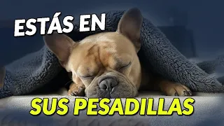 ¿Tu perro sueña contigo? La verdad te va a sorprender 🐶💭