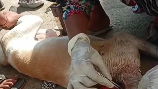Dog suffering from Huge Maggot wound🐾|repost