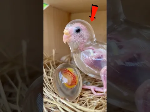 Huevos de Animales Tan Extraños… Que Parecen Falsos 😱🥚