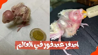 اصغر عصفور ربيته  في حياتي واتصدمت صدمه 🤯😭