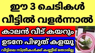 വീട്ടിൽ ഈ ചെടികൾ വളർത്തിയാൽ ആ വീട്ടിലെ സ്ത്രീകളുടെ കണ്ണീര് തോരില്ല, വാസ്തു ദോഷം ബാധിക്കും