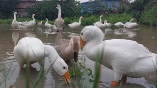 Morning Life of Geese in the Countryside After Sunrise