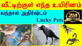 வீட்டிற்குள் எந்த உயிரினம் வந்தால் அதிர்ஷ்டம் | Lucky Pets for Home | Indian astrology predictions