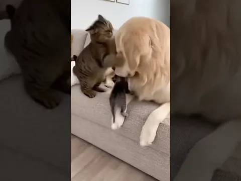 Labrador Tries to Help Tiny Kitten.... But Then THIS Happens! 😱😂