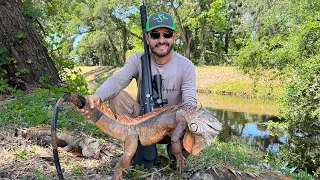 Reptiles Invasores Capturados Y Cocinados