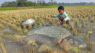 Amazing Fishing Video With Hand | Traditional Boy Catch Fish By Hand In Paddy Land Water (Part -2)