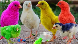 Lovely Hen Baby Chicks, Miniature murgi chicks, Comic Gallina Rainbow Chicken silly chicks in verano
