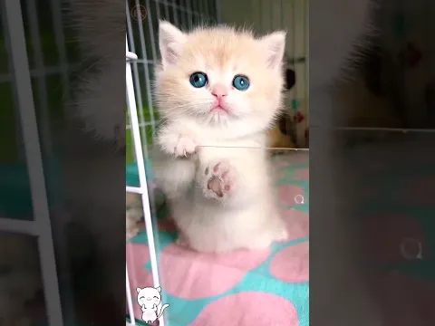cute kitten,s 🙈❤️
