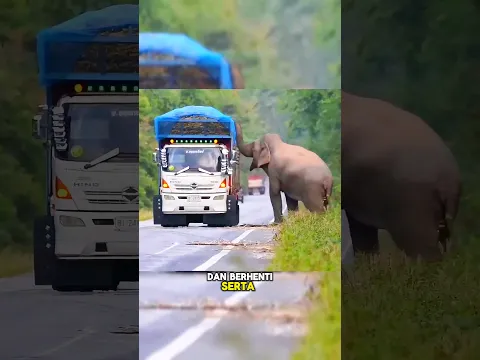 Supir Truk Dipalakin Sama Gajah🐘