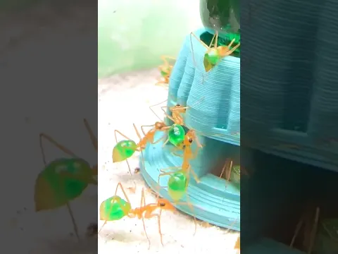 Green Honey Ants 🍯
