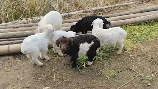 Adorable Black and White Baby Goats  A Heartwarming Herd Adventure!