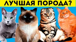 10  ЛУЧШИХ пород КОШЕК для новичков