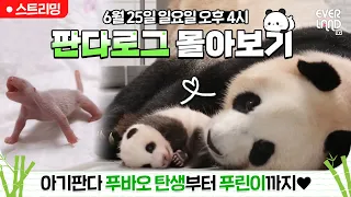 [🟢LIVE] 🐼판다로그 몰아보기🐼 아기판다 #푸바오 탄생부터 푸린이까지❤