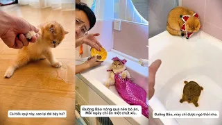 Tổng Hợp Thử Thách Mèo Cưng Siêu Hài 😂 Mèo Ú Khổng Lồ 🎈