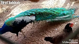 stastion  el khmisse ait Amira chtouka ait bahaالخميس ايت عميرة