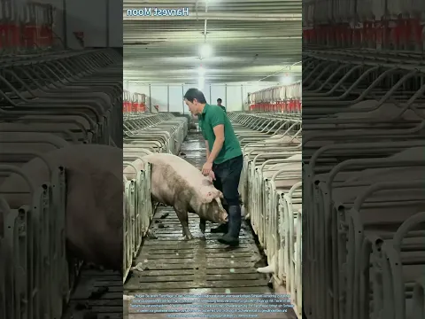Schweinezucht: Sicherheit im Schweinestall gewährleisten!