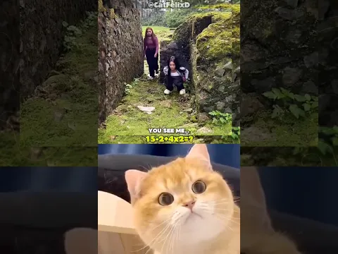 Don't come in 😻 #cat #dance #memes