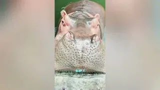 Este gato quiere teñirse el pelo#funnyshorts #pets #love #cute 