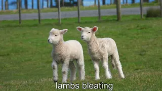 Adroable lambs bleating in a beautiful farm  4k  ( part 2 )