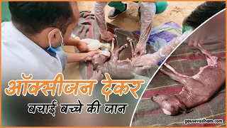 9 महीने से पहले पैदा हुआ बच्चा,ऑक्सीजन देकर जान बचाने का प्रयास कर रहे डॉ की टीम #gsdanimalhospital