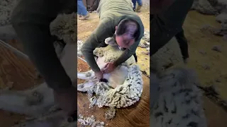 Lamb shearing 2022
