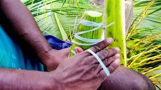 How to Preparing || Coconut Toddy  || Andhra Style || Yash Vlogs