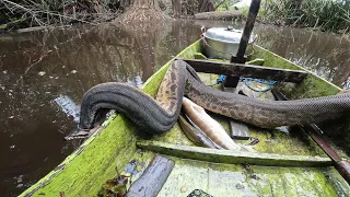 TIDAK LUPUT DARI SERANGANNYA... MENELAN HABIS UMPAN SAMPAI TERBANTAI.. ANACONDA KW 🤣