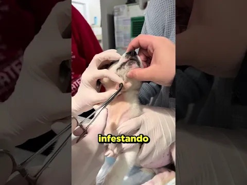 Olha o que saiu do pescoço do CACHORRO! #curioso #incrivel #interessante