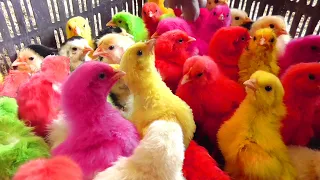 Witty Hen Murgi Baby "Chicks Chirping" Sound Colors Gallina Fracas Videos | Fishcutting