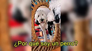 EL PERRO que Aprendió a HABLAR y PREGUNTÓ Algo PERTURBADOR | EL CASO de BUNNY en TikTok
