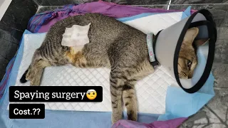 😼Spaying surgery done for Aara🤕 | Total cost, process⁉️🙌 wait till last #cat #shorts #youtubeshorts