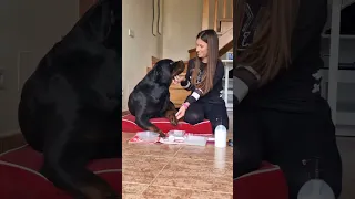 How To Keep your Rottweiler Paws Clean 🥰
