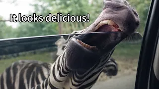 Amazing Wild Animals Safari Moments Videos