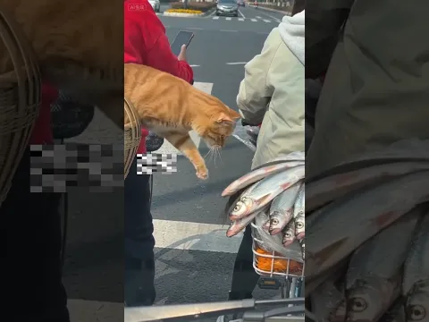 Cat gets angry after being warned for stealing fish #ai  #funny